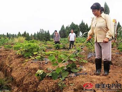 苍溪:念活一本“药材经”