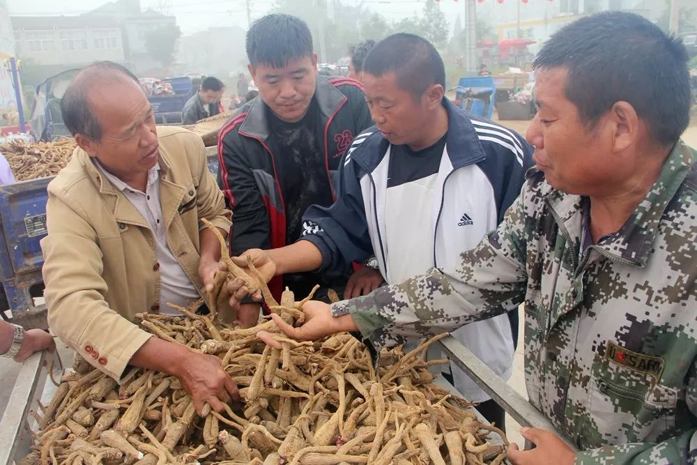 永城开了家中药材交易市场